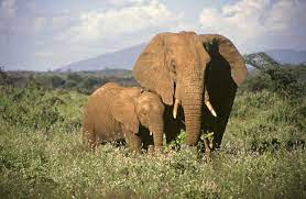 How long do elephants take care of their babies? Information And Facts About Elephant Babies