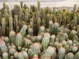 Image result for Euphorbia mossambicensis