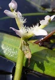 Image result for Aponogetonaceae