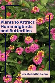 Plants That Attract Butterflies And Hummingbirds Plants To Attract Hummingbirds Plants That Attract Butterflies Flowers That Attract Hummingbirds