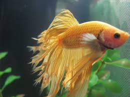 Yellow Crowntail Betta Fish Betta Fish