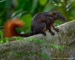 Image result for Turraea robusta