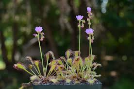 Image result for Drosera burkeana