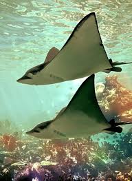 Pin By Musa Rohan On Ahimaℓ ƒ Tĥye M Htĥ Gorilla Ocean Creatures Ocean Animals Sea And Ocean