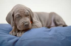 Though you must not be concerned if your puppy sleeps a lot, you do need to worry when its habits change suddenly. Do Great Dane Puppies Sleep A Lot Great Dane Care