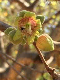 Image result for Sterculia rogersii