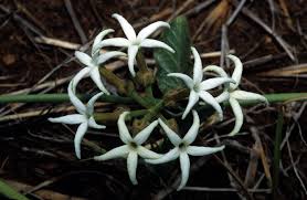 Image result for Orthanthera