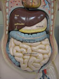 Below is a list and figure showing some common abdominal diagnoses relative to the abdominal regions. Anatomy And Physiology Quadrants Vtwctr