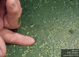 Image result for Wolffia