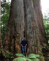 Image result for Mayaca baumii