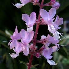 Image result for Syncolostemon
