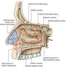 Nasal Arteries Nasal Arteries 11317413897339 Jpg Nasal Cavity Medical Knowledge Anatomy And Physiology