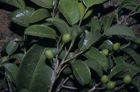 Image result for Drypetes