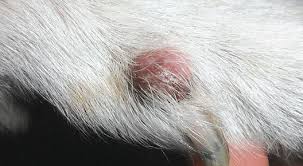 What Are Sebaceous Adenomas On Dogs? | The National Canine Cancer Foundation