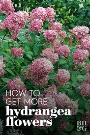 How To Get More Hydrangea Flowers In Your Garden Growing Hydrangeas Planting Hydrangeas Hydrangea Flower