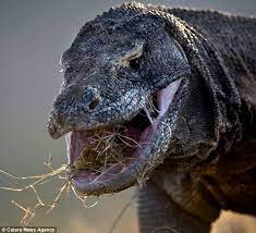 Here Be Dragons World S Biggest Man Eating Lizards Captured Up Close And Personal Komodo Dragon Lizard Big Lizard