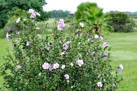 Hibiscus syriacus arbre a fleur mauve. Hibiscus Syriacus Althea Mauve En Arbre