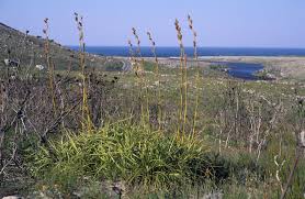 Image result for Tetraria