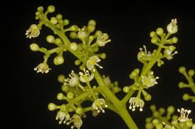 Image result for Vepris