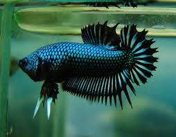 Plakat Betta Fish About Betta Fish Tanks Betta Fish Betta Betta Fish Tank