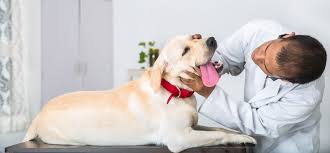 The doctors and staff at clovis pet hospital are dedicated to providing the highest quality pet care and excellent customer service. Pre Veterinary Clovis Community College