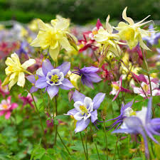 Image result for Aquilegia vulgaris Tower Mix