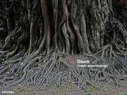 Image result for Ficus chirindensis