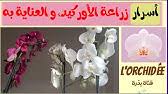 Facebook gives people the power. Ø³Ø± Ø²Ù‡Ø±Ø© Ø£ÙˆØ±ÙƒÙŠØ¯ Ù…Ø¬Ø¯Ù‰ ÙŠØ¹Ù‚ÙˆØ¨ Ø¬Ù…Ù„Ø© Ù…ÙÙŠØ¯Ø© Youtube