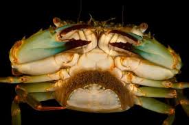 Image result for Blotiella crenata