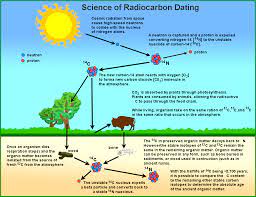 Gas proportional counting involves converting samples to co 2 gas followed by detection and counting of the beta particles. How Is Carbon Dating Performed
