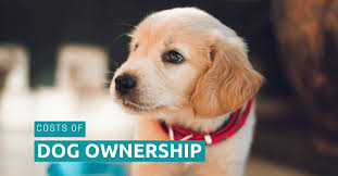 The total cost of a spay or neuter in a traditional veterinary clinic ranges from $200 to $700. What Are The Costs Of Owning A Dog