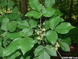 Image result for Gutenbergia trifolia