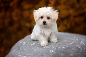 En Guzel Kopek Cinsleri Pomeranian Boo Pug Rottweiler Labrador Retriever Kangal Sibirya Kurdu Cane Corso Beagle Bulldog Ve Maltese Terrier Haberler