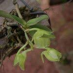 Image result for Rhipidoglossum kamerunense