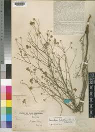 Image result for Gutenbergia rueppellii