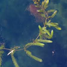 Image result for Ceratophyllum demersum