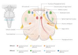 Bookbrain stem nuclei ~ bb1: Bookbrain Stem Nuclei Localisation Of The Brainstem Nuclei Cranial Nerve Nuclei Red Nucleus Substantia Nigra Risyactl