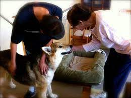 Why Do Some Dogs Attract Strangers Love Grouchy Puppy Blog