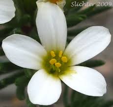 Image result for Lintonia nutans