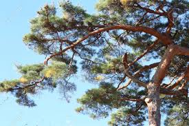 Sometimes stretching straight up toward the sky, sometimes twisted and curved with gnarled branches. Pine Tree In Korea Stock Photo Picture And Royalty Free Image Image 91434896