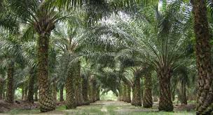 Sejak ada kelapa sawit, kami jadi lebih menderita. Inilah Penyebab Perkebunan Sawit Di Indonesia Berpenyakit Sawitnotif