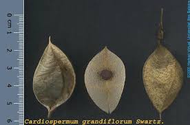 Image result for Cardiospermum grandiflorum