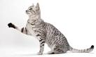 What are the Oldest Cat Breeds in the World? - List of ...