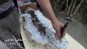 مصطفي خفاجي المشروع رقم 111 موقع فريق111كن انسان مصطفى خفاجى