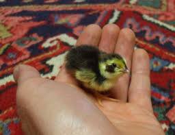 Die gattung coturnix , zu der auch die einheimische wachtel ( coturnix coturnix ) gehört. Home Wachteln Halten Leicht Gemacht Wachteln Net