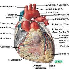 Check spelling or type a new query. 4 Posterior View Of The Human Heart Download Scientific Diagram