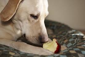 10 Fruits Vegetables That Dogs Absolutely Love Dogs Your Dog Dog Love