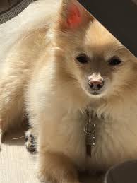 Jack-Jack in his natural habit. : r/Pomeranians