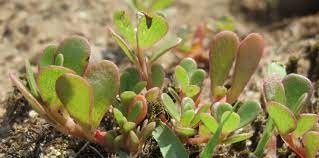 La portulaca è una pianta succulenta molto rustica a portamento prostrato tappezzante che produce fiori colorati (dal giallo al rosso, dal rosa al porpora). Piantine Di Portulaca Online Double Petals Portulaca Grandiflora Flower Seeds 200pcs Pack E Un Erba Spontanea Gustosa Che Fa Bene Alla Salute Afonsoquinta Home22
