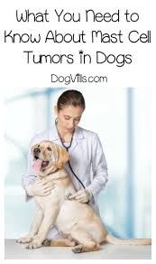 The science of mast cell tumors in dogs. Mast Cell Tumors Everything You Need To Know Tumors On Dogs Dog Cancer Mast Cell Tumor Dogs